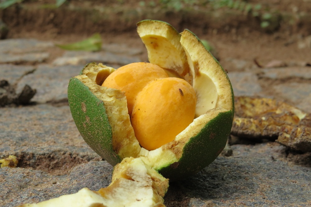 Benefícios Do Pequi - Fruta